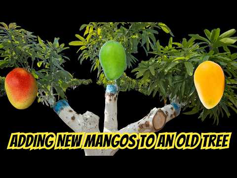 Adding a new mango variety to an old tree