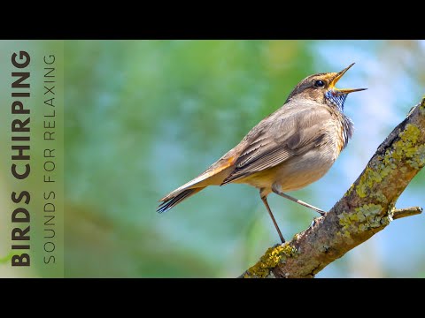 Birds Singing -