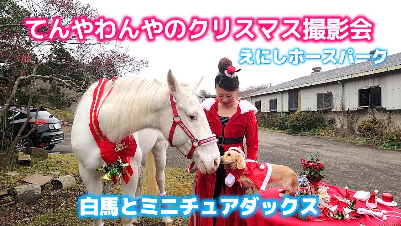 白馬とミニチュアダックスてんやわんやのクリスマス撮影会 - YouTube