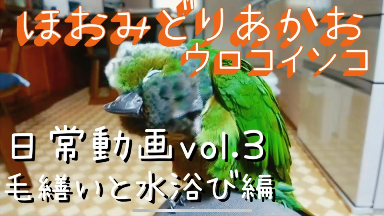 名前の長すぎるインコの日常動画 Vol 3 毛繕いと水浴び ほおみどりあかおウロコインコのニノとセキセイインコのリコの日常動画第3弾 Youtube