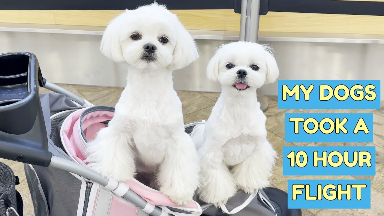 Can I Travel To Mexico With My Dog