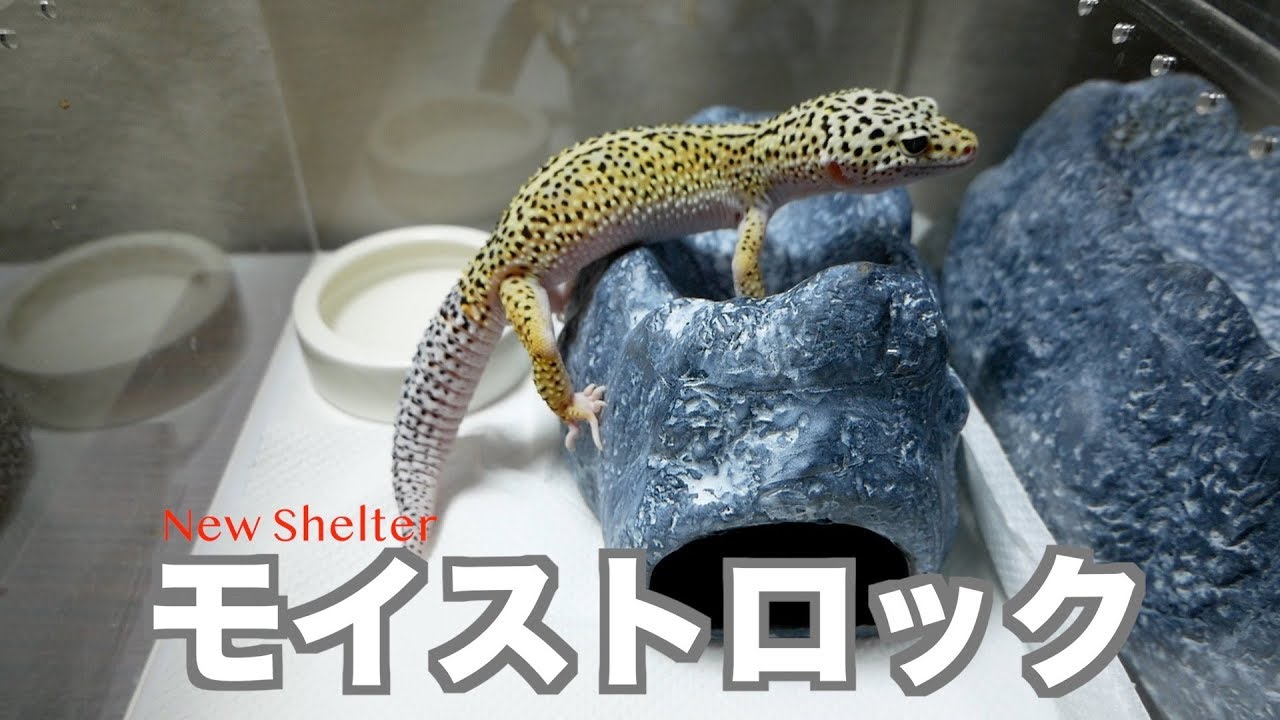 レイアウト レオパ 家 Hōmuaidea