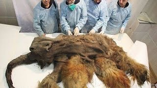 11 Most Well Perserved Animals 11 Most Well Perserved Animals