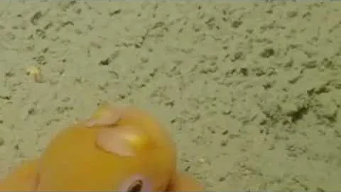 Shy Octopus Hides Inside Its Own Tentacles   Nautilus Live New