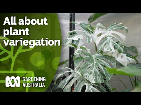 Video: Typer av spraglete planter - Lær om hagearbeid med spraglete planter