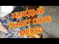 ДОМАШНЕЕ//ОТВЕТЫ//ЗАВТРАК//ЖДЕМ ЭДИКА