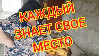 ДОМАШНЕЕ//ОТВЕТЫ//ЗАВТРАК//ЖДЕМ ЭДИКА