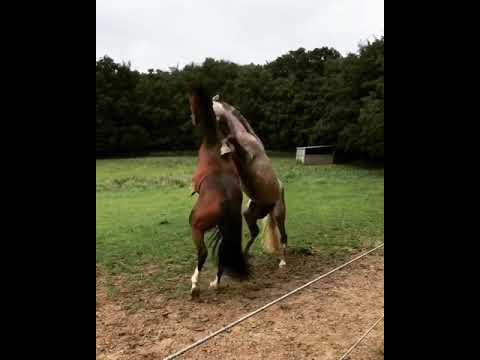 camera iphone 8 plus apk Wild and pet animals(9)