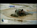 Animal life hippos 2021 | Animal planet | ASP PRO