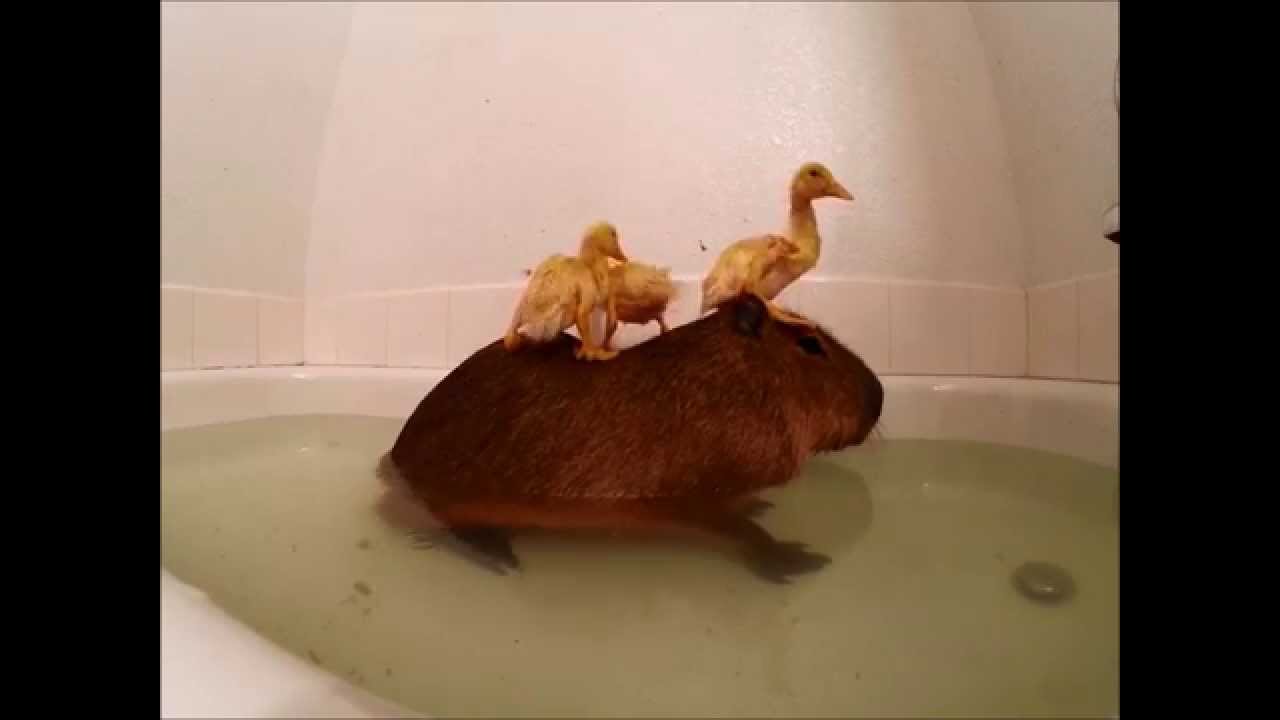 Rubber Ducky? YouTube