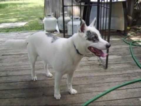 Blue-Eyed Aussie Siberian Husky Boy Named Casper I...