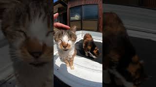 【cat】トラックの荷台に乗る猫ちゃん達【बिल्ली】