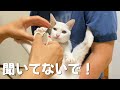 爪切り嫌いのうちの猫が爪切りを見た時の残念な表情がカワイイ