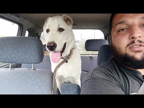 ვამზადებთ ძაღლს ვარჯიშისთვის / ქართული ნაგაზი / Qartulu nagazi / თეთრი ხოდა