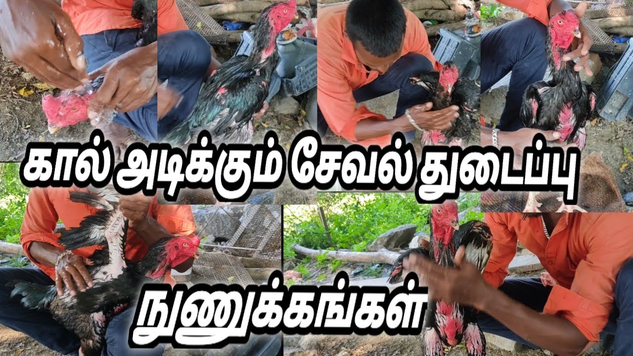 சேவல் துடைப்பு ||seval thutaippu