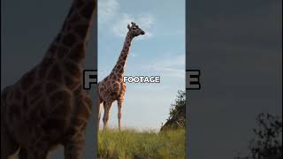Did You Know The Lion King (2019) Was Almost Photorealistic?