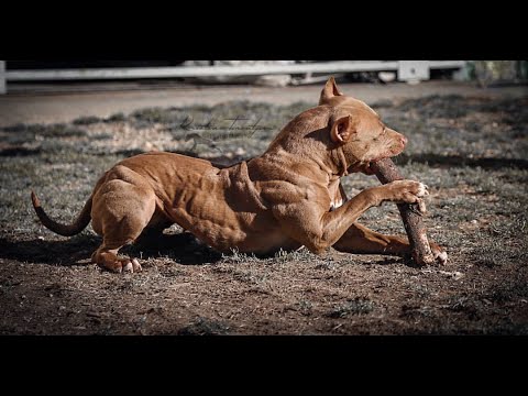 Video: 8 Deportes Extremos Para Perros