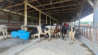 Retro fitting old barn as new Breeding heifer Barn