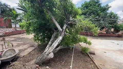 Bán cây sabo va cây cóc trái sum sê quanh năm giá vài triệu tại ba tri