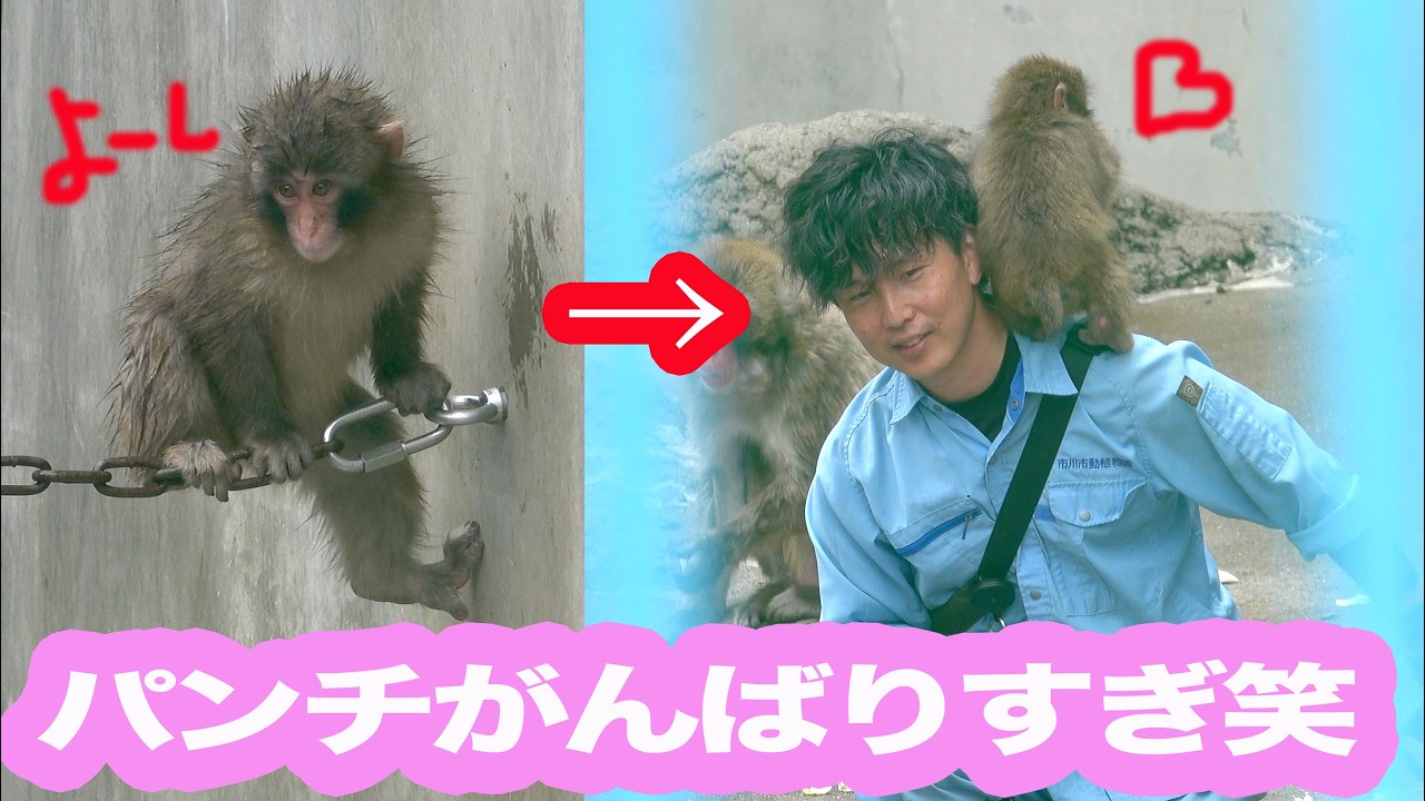 大好きなパパに早く会いたくてがんばるパンチくんに世界が驚いた! 可愛