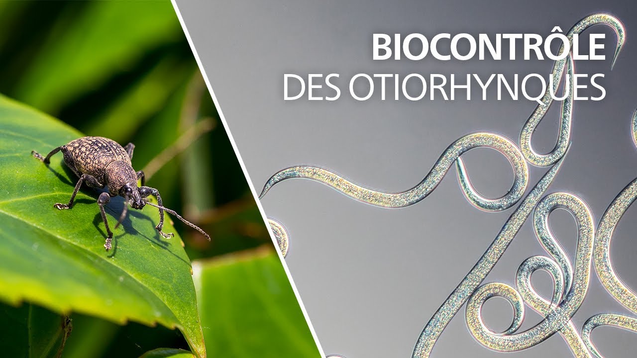 Biocontrôle des otiorhynques avec les nématodes Heterorhabditis bacteriophora