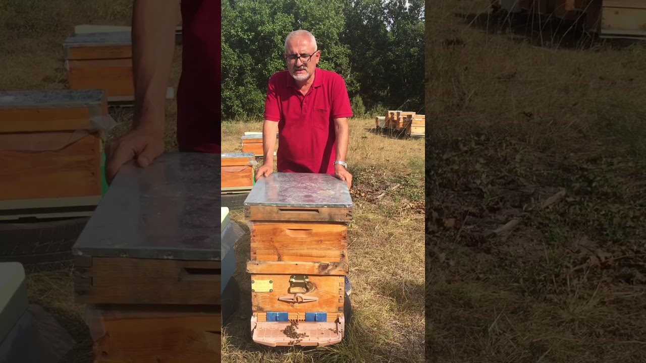 Kolonilerin Çam Balına Hazırlanması