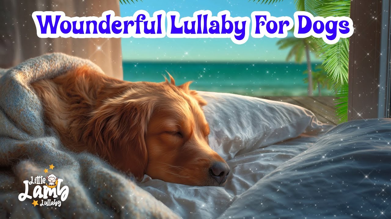 Wonderful Dog Lullaby | Sleep Music for Dogs🐕 | Calm & Relax Your Pet🐶