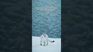 Snow leopard ki kuch esi bate jo apko hila dengi 🤯💁 #facts #amazingfacts #snow #snowleopard #fact
