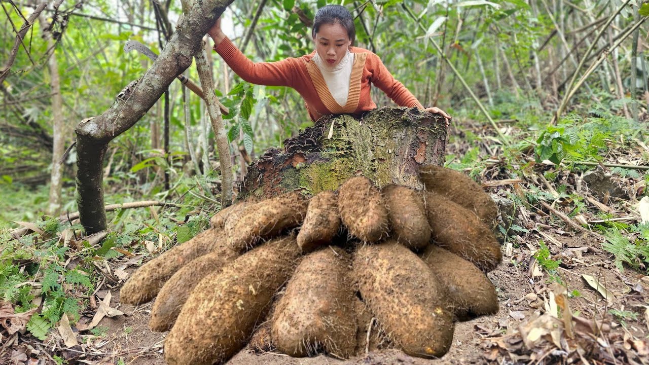The process of digging up wild yam tubers for sale. l Lý Thị Sai