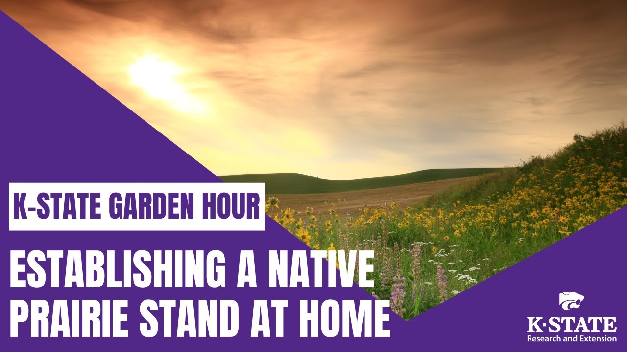 K-State Garden Hour: Establishing a Native Prairie Stand at Home