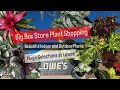 Big box store plant shopping lowes selection of indoor and outdoor plants plant finds save money
