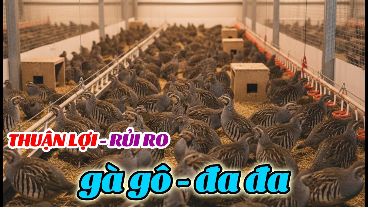 Có Nên Nuôi Chim Đa Đa, Nuôi Gà Gô Hay Không Lợi Nhuận Thế Nào? Bắt Tép Kho Cà