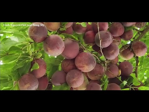Video Hái dâu tây giant, ớtchuông, bông atiso ,bí ngòi hàn... - youtube