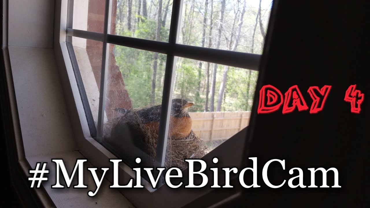 My Live Bird Cam w/ Babies Day 4 YouTube