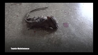 Mice Attack At The Shop