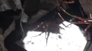 Obtaining Centipede Pearls / Mustika Lipan