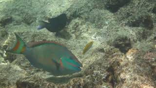 Lots of Stoplight Parrotfish, Mangel Halto shallows