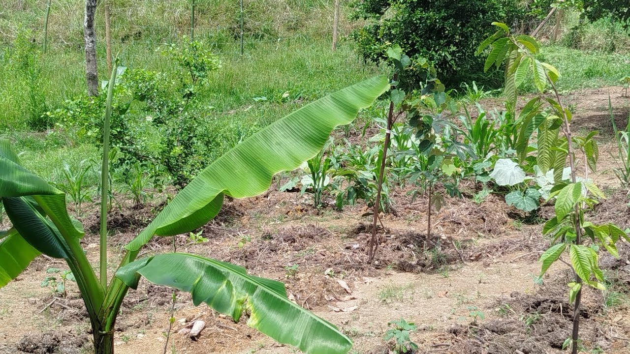 Voltando na mini chácara depois de uma semana de chuva