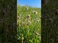 Plantago Lagopus Λαγοπόδαρο Rabbit Foot Plantain Plantago Lagopus Λαγοπόδαρο Rabbit Foot Plantain