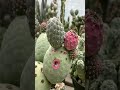 Inspirational Tephrocactus