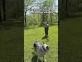 Literally any other comparison would have been better #comedy #funny #dogs