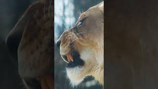The Great Cats of Blank Park Zoo  #zoo #wildlife #animals