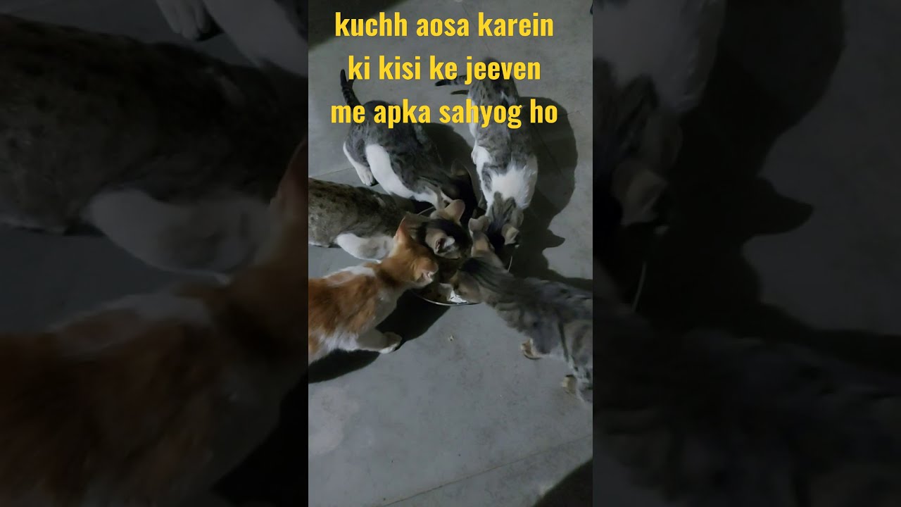 wild pets diary || short video || YouTube shorts || YouTube short video || kittens meal time