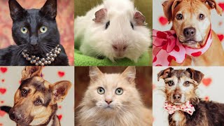 Need a valentine? You can adopt a furry one!