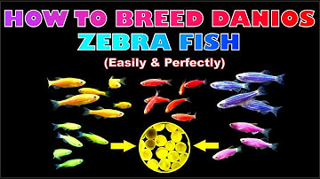 How to Breed Danios Fish: Zebra Fish!