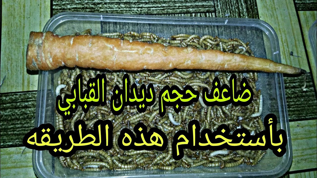 أهمية الجزر لديدان القبابي مع طريقة تقديمه