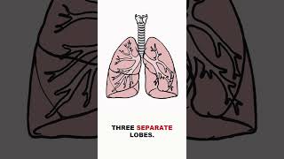 Your left lung is secretly missing a bite