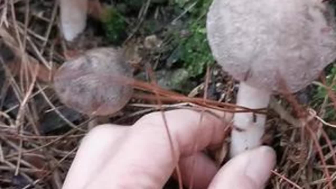 又发现一个茅草菌窝子！这种菌子你们喜欢吃不？#捡菌子的乐趣 #捡菌子 #捡菌子的乐趣来了 #茅草菌 #大自然的馈赠