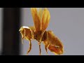 Origami Wasp 2 6 Tutorial Satoshi Kamiya Part 3 4 Full Collapsing Sequence Origami Wasp 2 6 Tutorial Satoshi Kamiya Part 3 4 Full Collapsing Sequence
