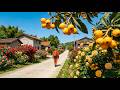 Real Rural China Walking Tour|Secret Village Covered With Roses & Fruit Farms